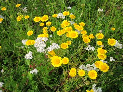 Oxeye chamomile wildflower flora