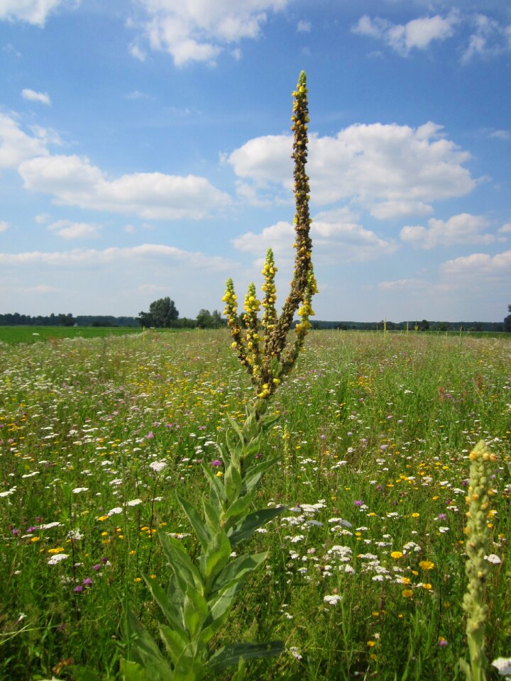 Wildflower flora botany