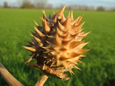 Thornapple moon flower fruit