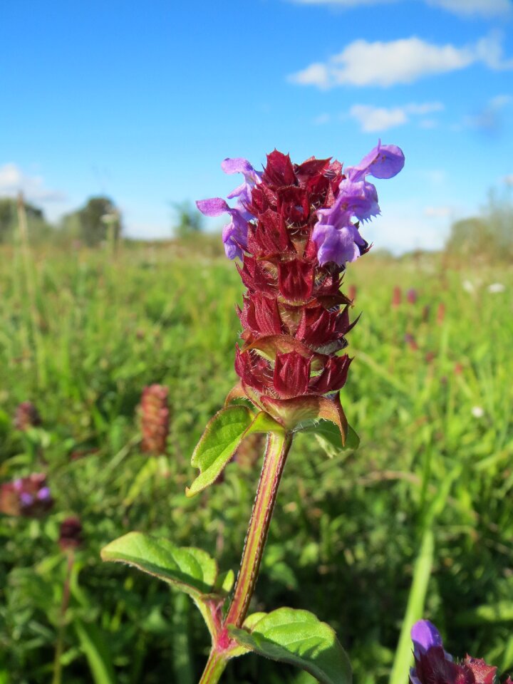 Wildflower inflorescence macro