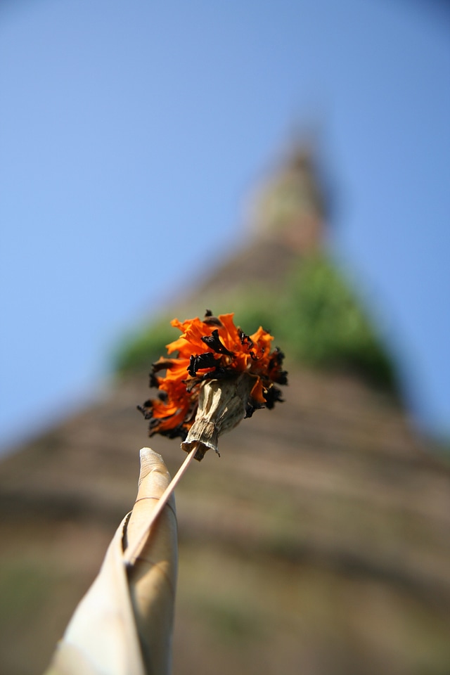 Blossom bloom petal