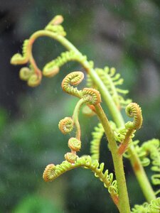 Green plant unfold