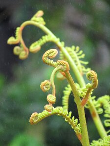 Green plant unfold photo