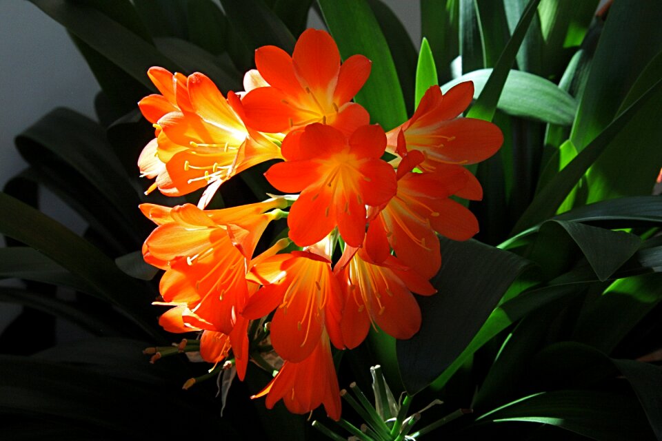 Backlighting clivia miniata