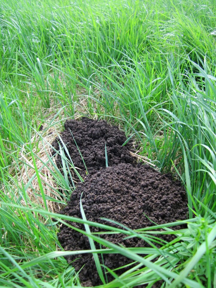 Common mole northern mole hill