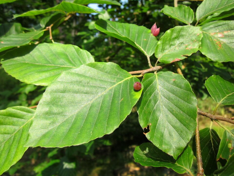 Leaves macro galls