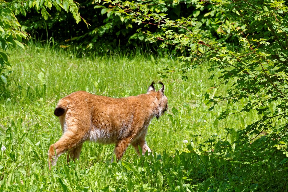 Wild animal world furry