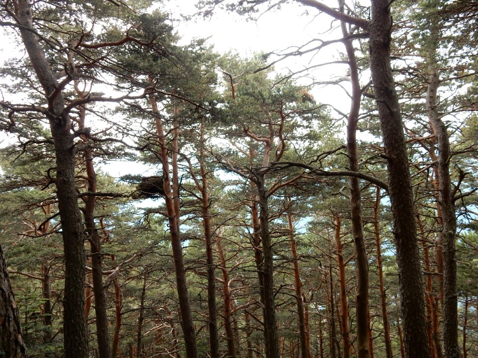 Trees branches trunk photo