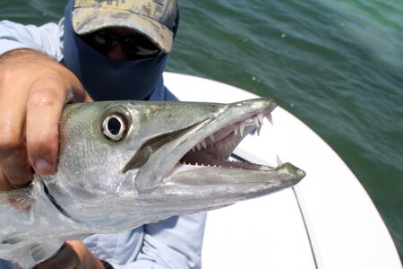 Angling barracuda usa