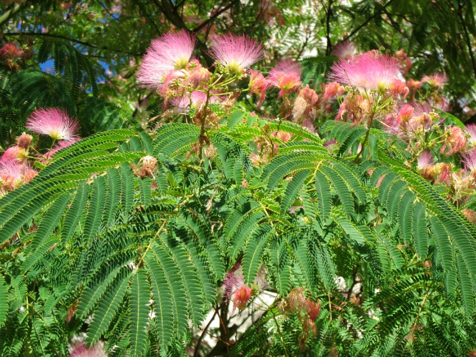 Tree silk tree flowers
