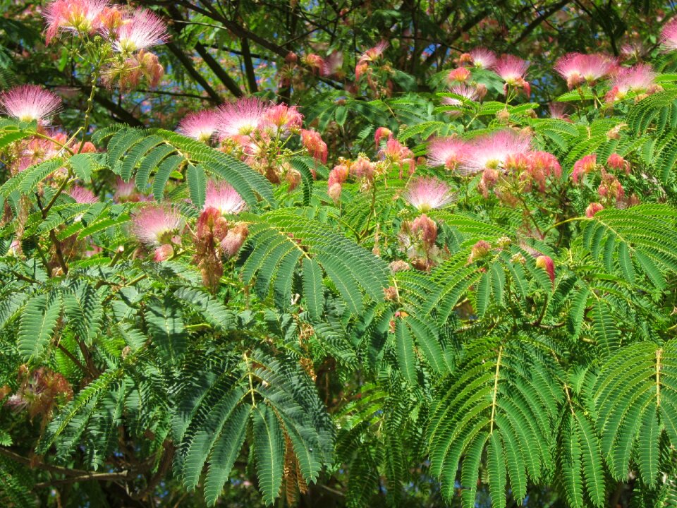 Tree silk tree flowers