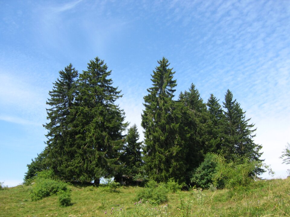 Nature green mountain
