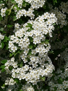 Bloom bloom white