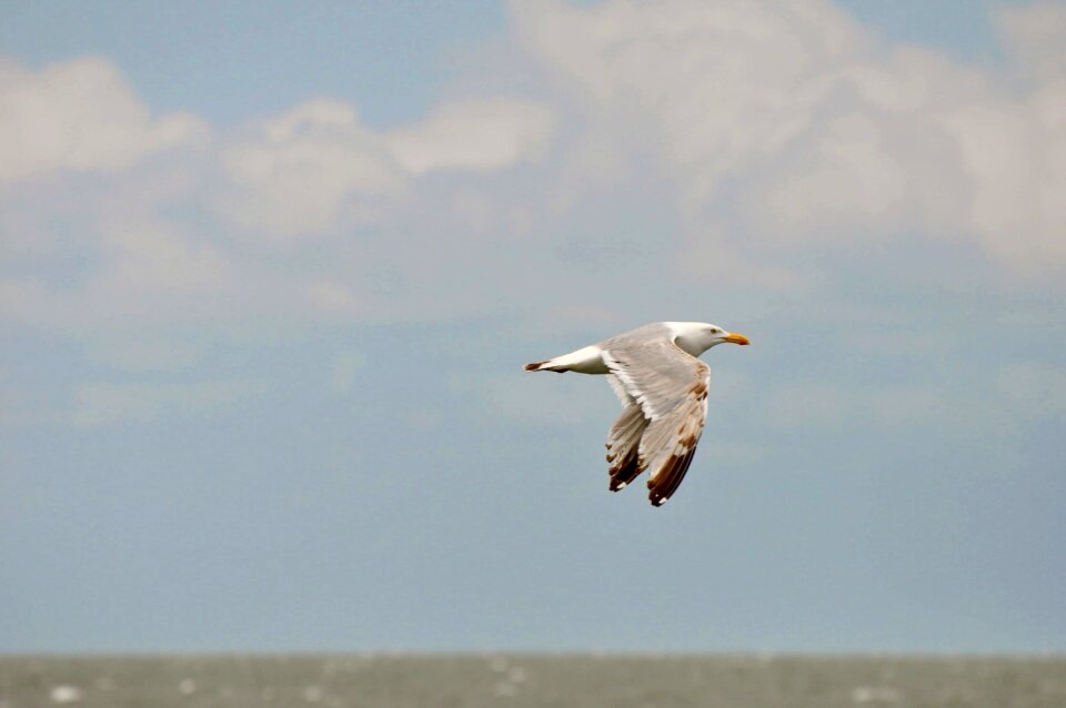 Wildlife ocean landscape
