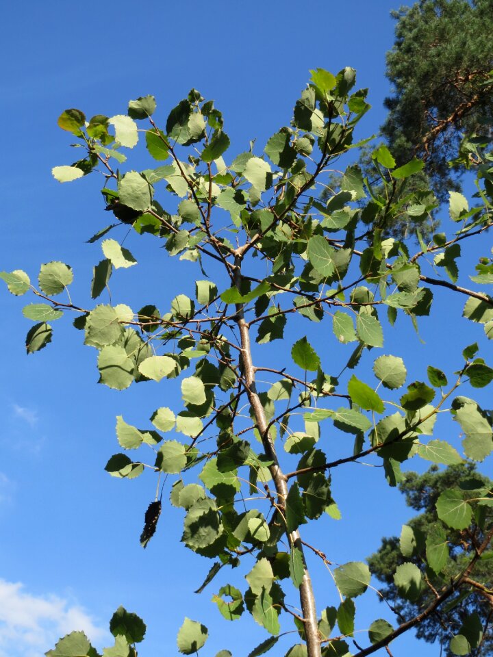 Eurasian aspen european aspen quaking aspen
