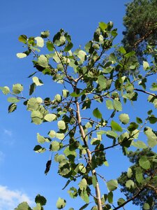 Eurasian aspen european aspen quaking aspen