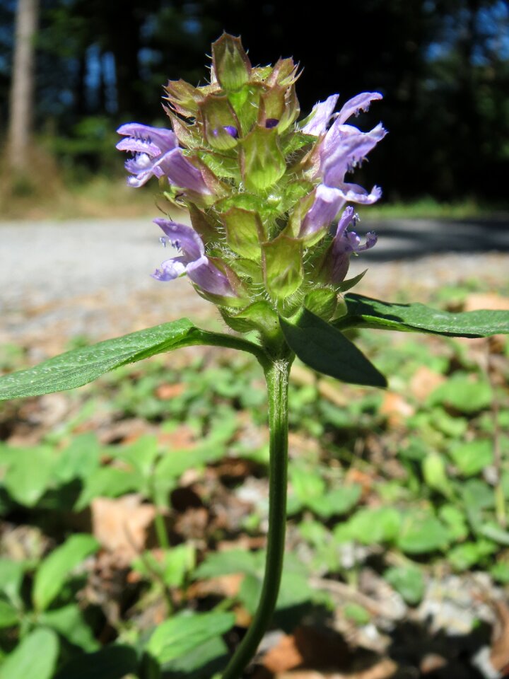 Wildflower inflorescence macro