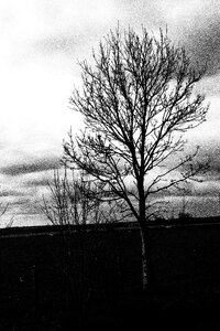 Black and white natural