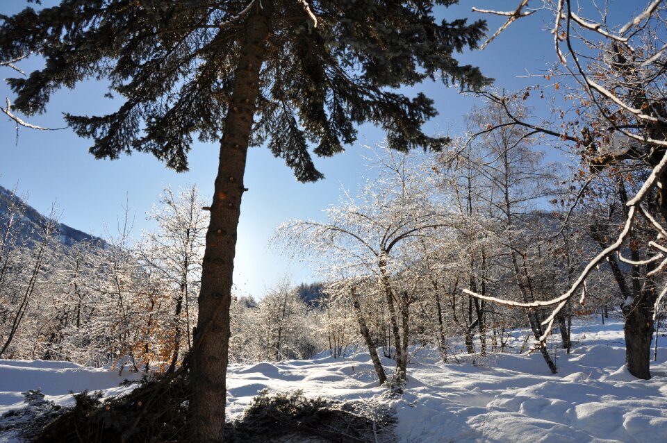 Winter snow pine