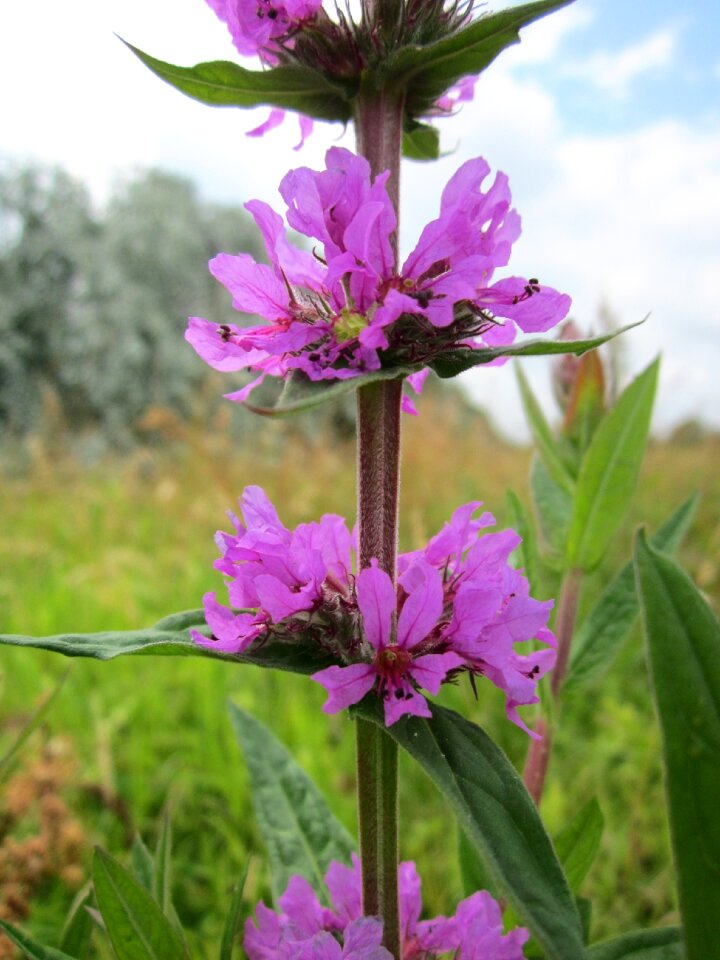 Purple lythrum wildflower flora