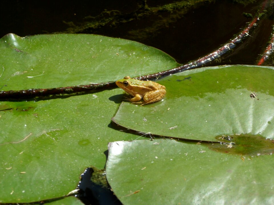 Green animal amphibian