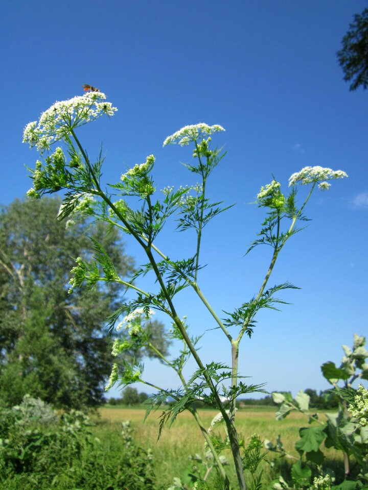 Bulbous chervil parsnip chervil wildflower