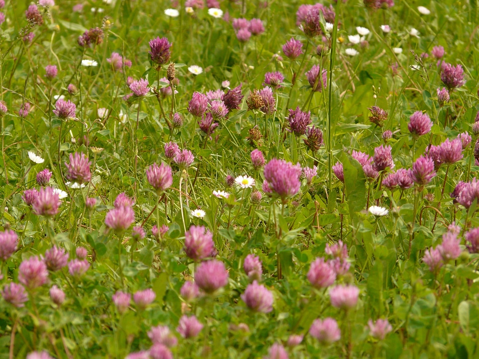 Fodder plant pink meadow
