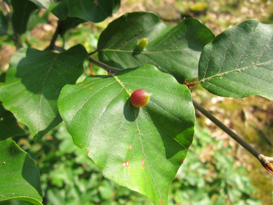 Leaves macro galls