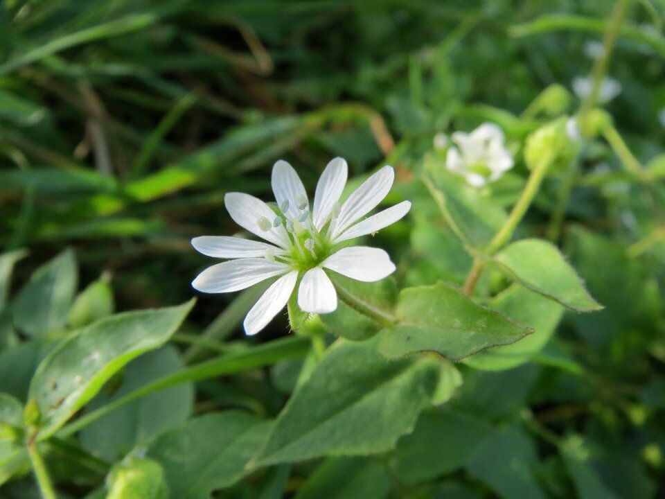 Flora blossom botany