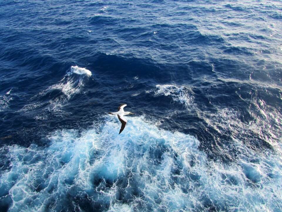 Bird ocean