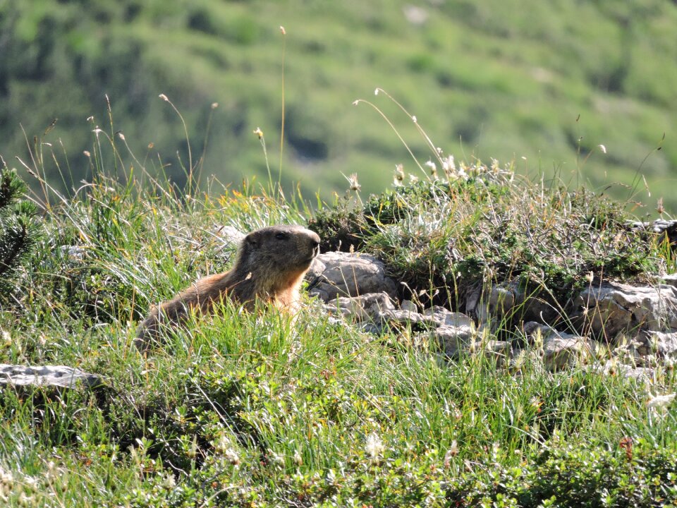 Green nature animal