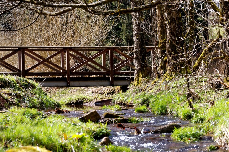 Black forest bridge nature
