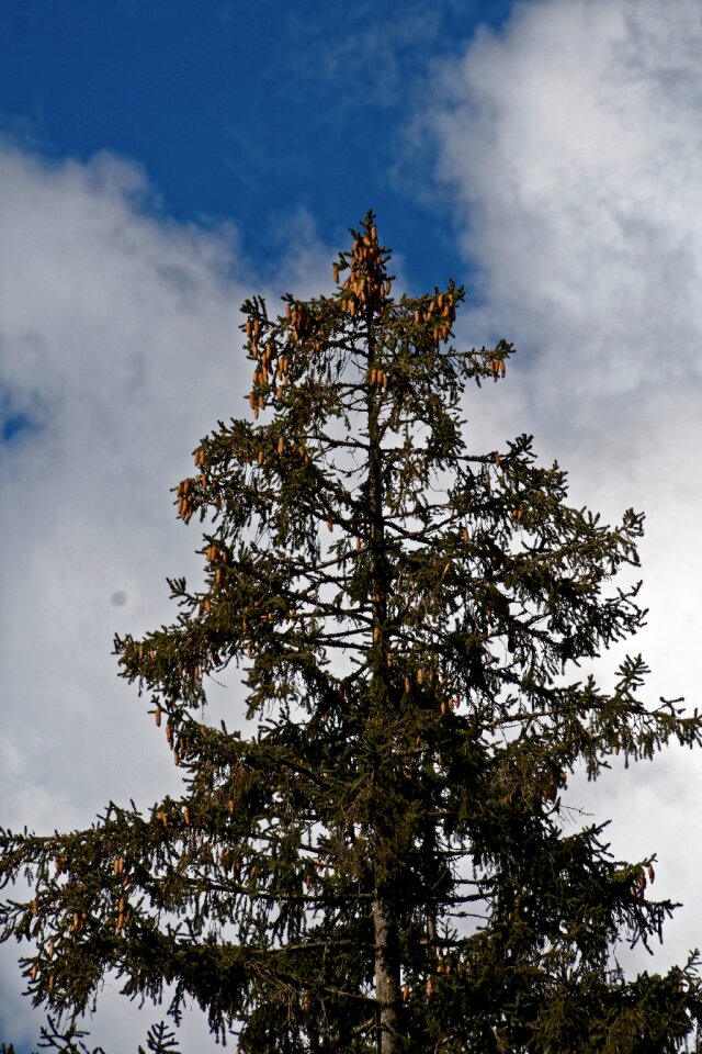 Tree sky forest