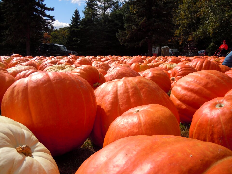 Fall orang