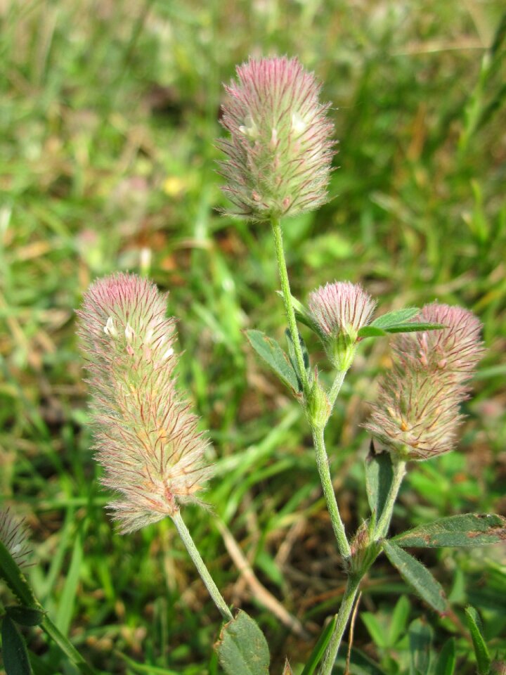 Stone clover hare's-foot clover oldfield clover