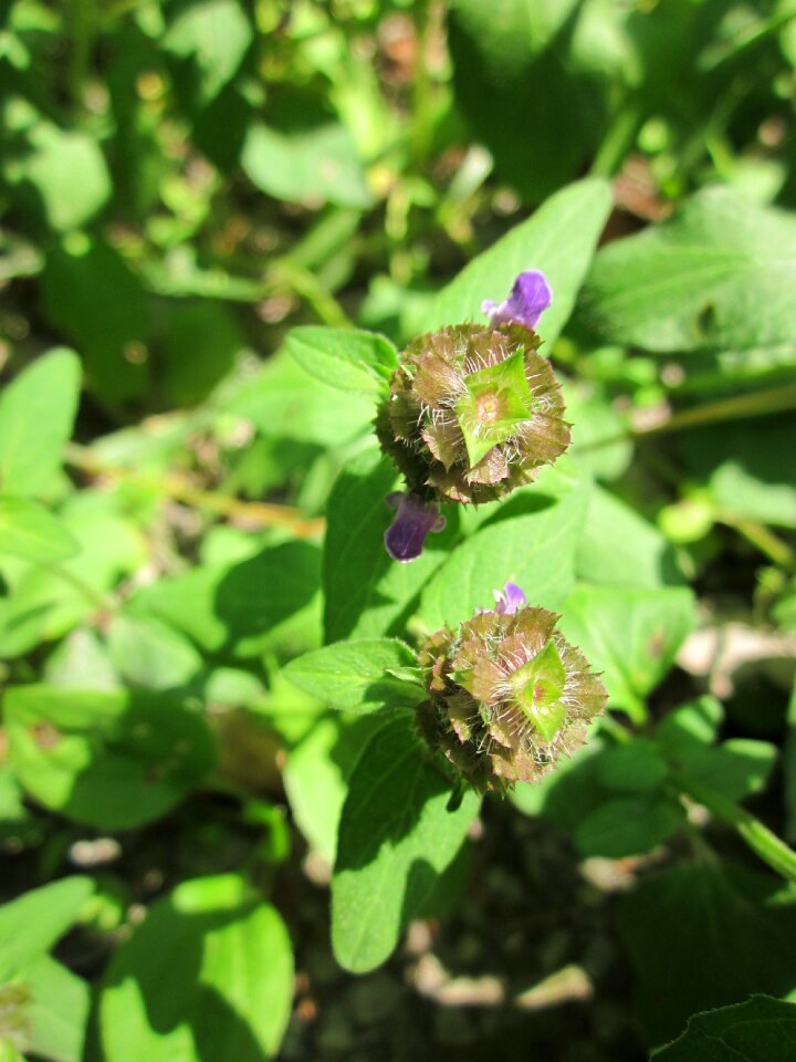 Wildflower inflorescence macro
