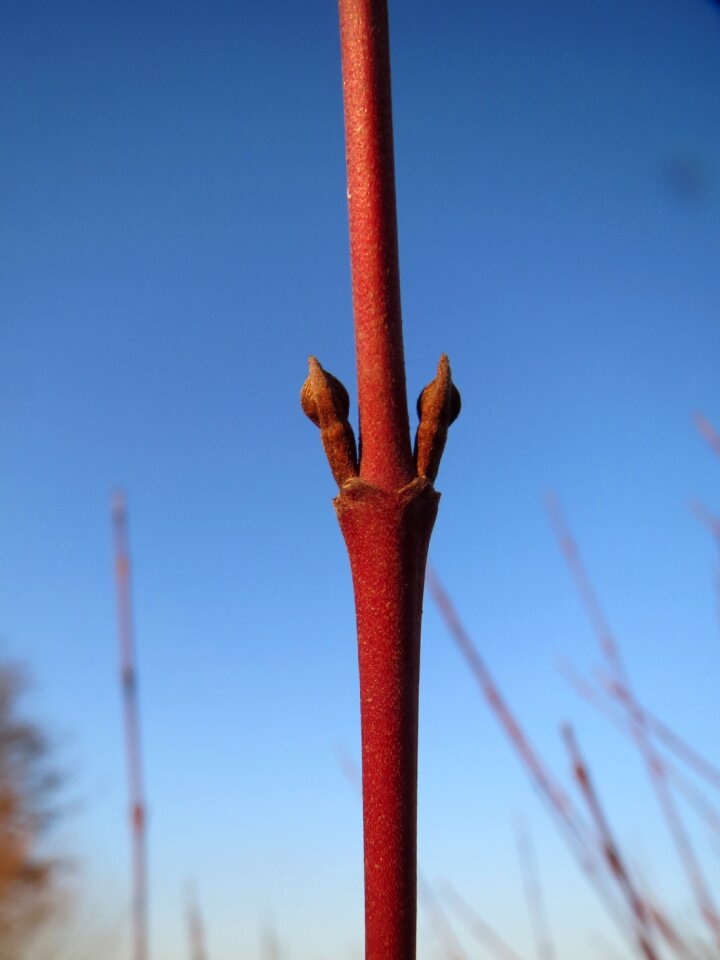 Twig branch shrub photo