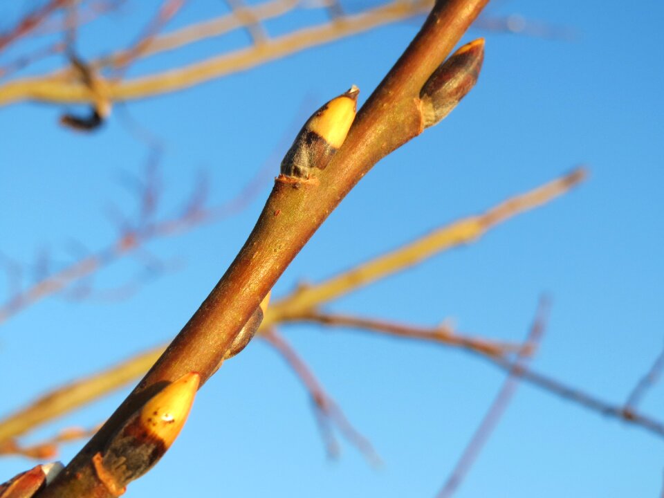 Great sallow buds branch