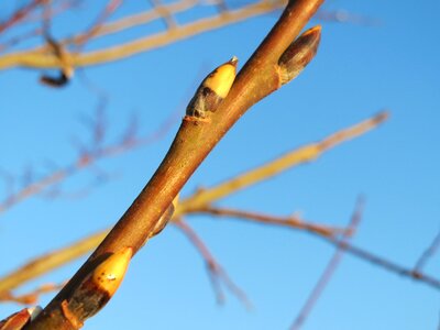Great sallow buds branch
