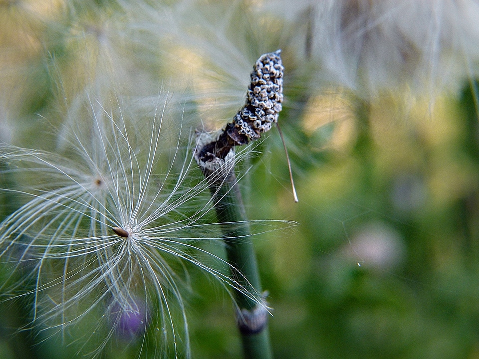 Nature meadow macro