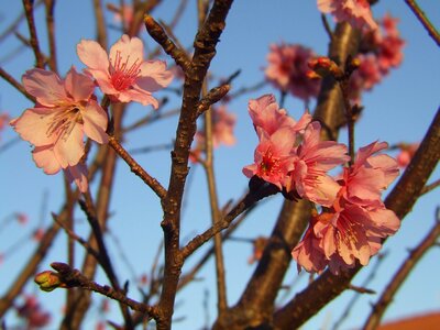 Tree flower flowers