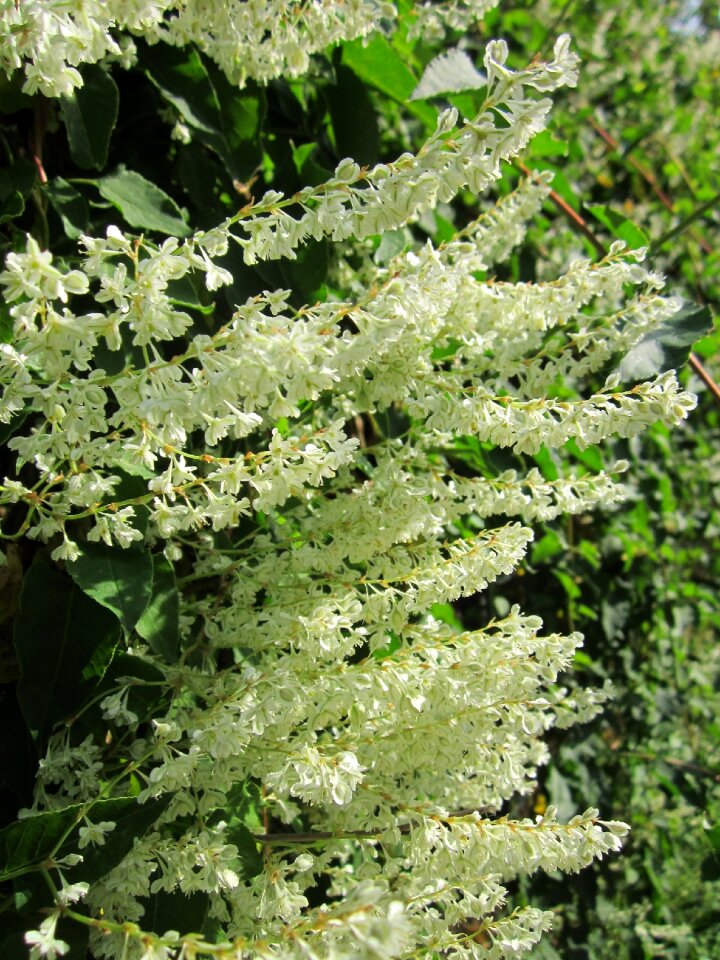 Chinese fleecevine mile-a-minute silver lace vine