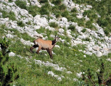 Nature animal horn