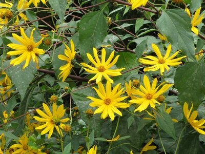 Sunchoke earth apple topinambour
