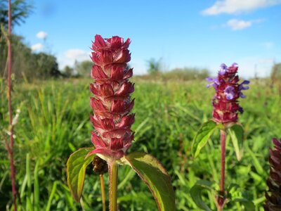 Wildflower inflorescence macro