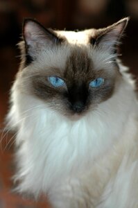 Cat ragdoll khurram photo