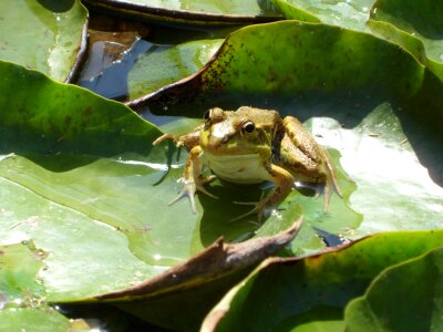 Green animal amphibian photo