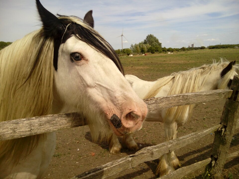 Stallion mare stable