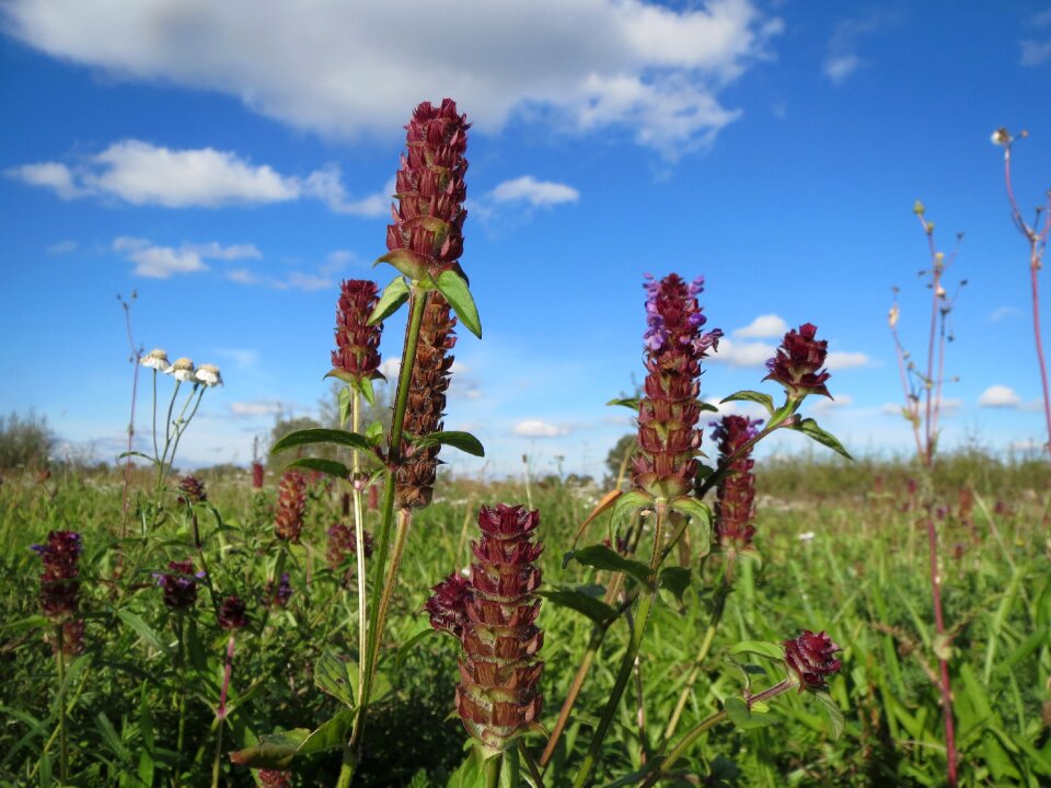 Wildflower inflorescence blossom