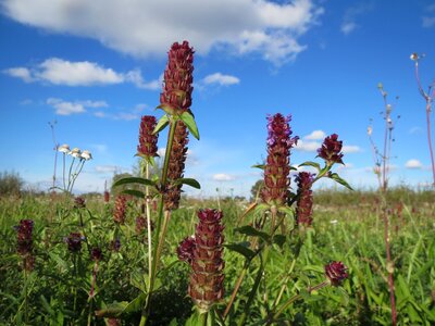 Wildflower inflorescence blossom